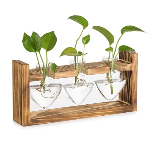 Glasseam Glas Propagation Station für...